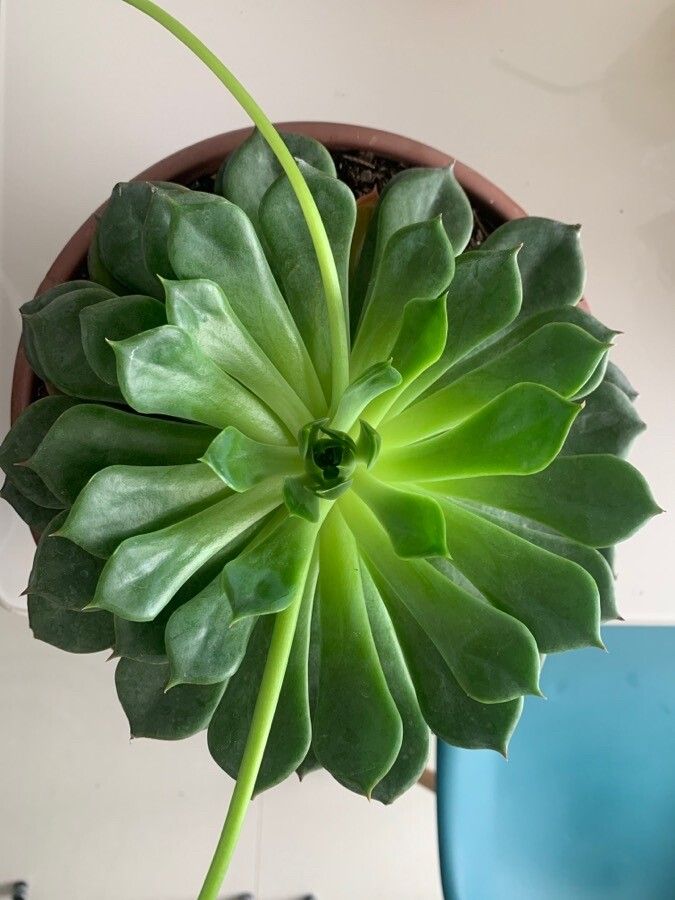 Echeveria spp. — search result for 'Echeveria'
