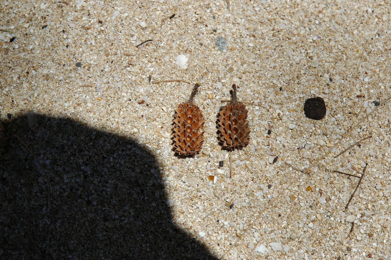 Casuarina equisetifolia fruit