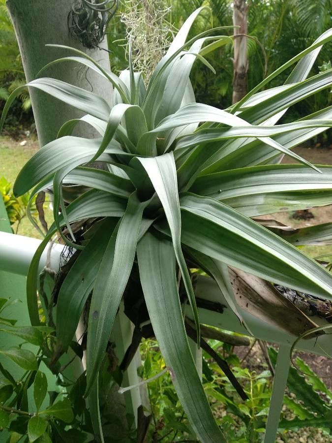 Tillandsia polystachia other