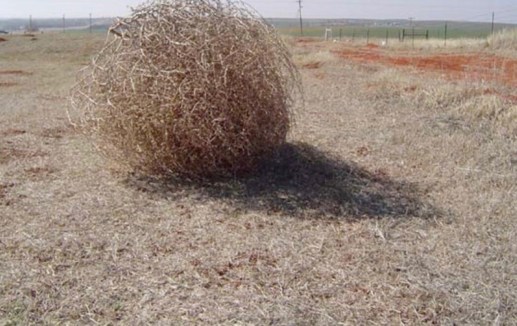 Eriogonum plumatella — search result for 'Eriogonum'