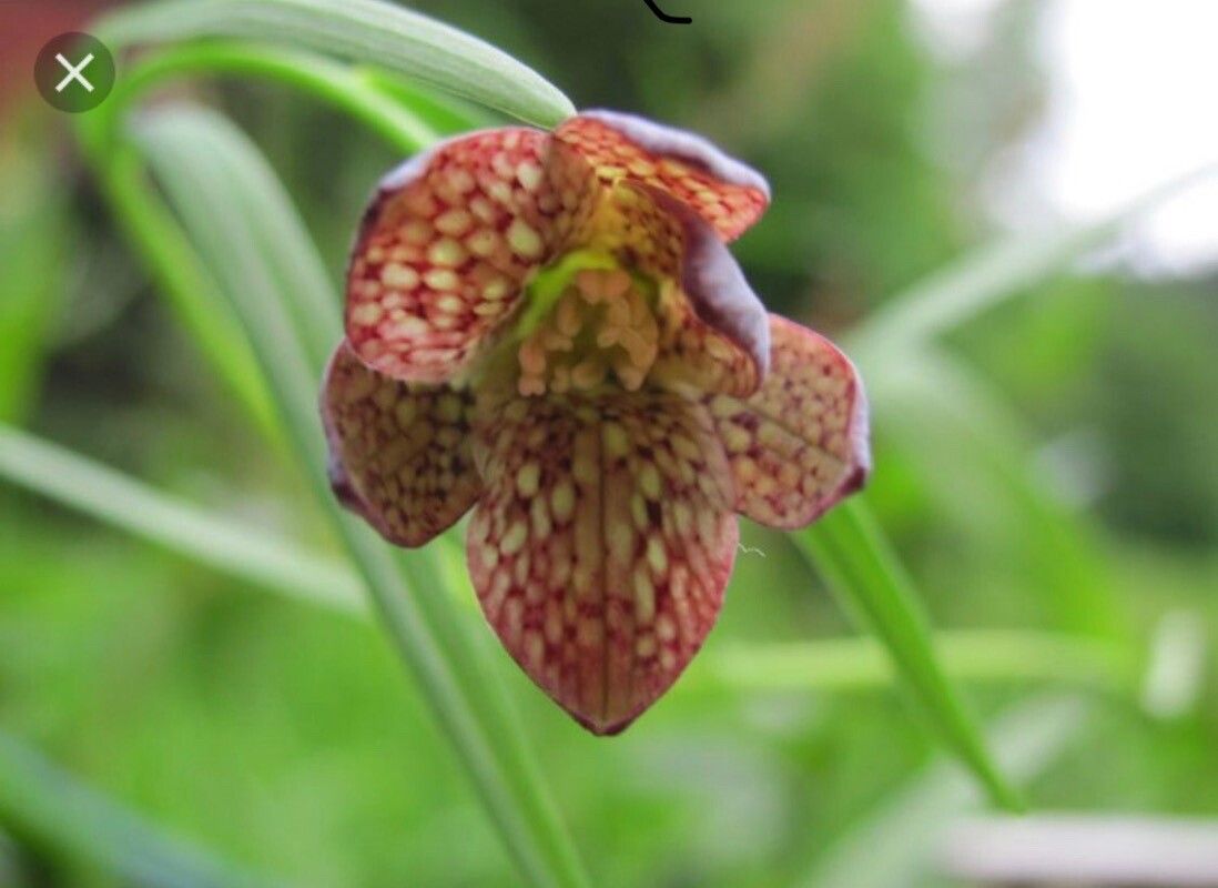 Fritillaria fusca flower
