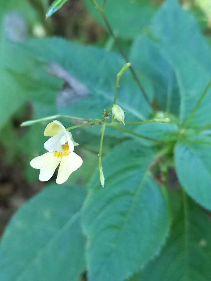 Impatiens parviflora flower
