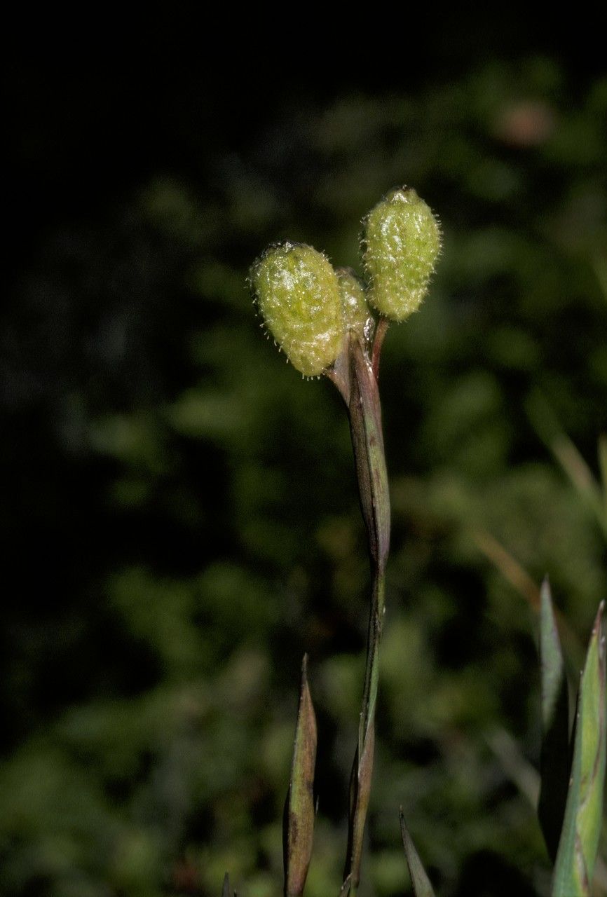Sisyrinchium pearcei — search result for 'Sisyrinchium'