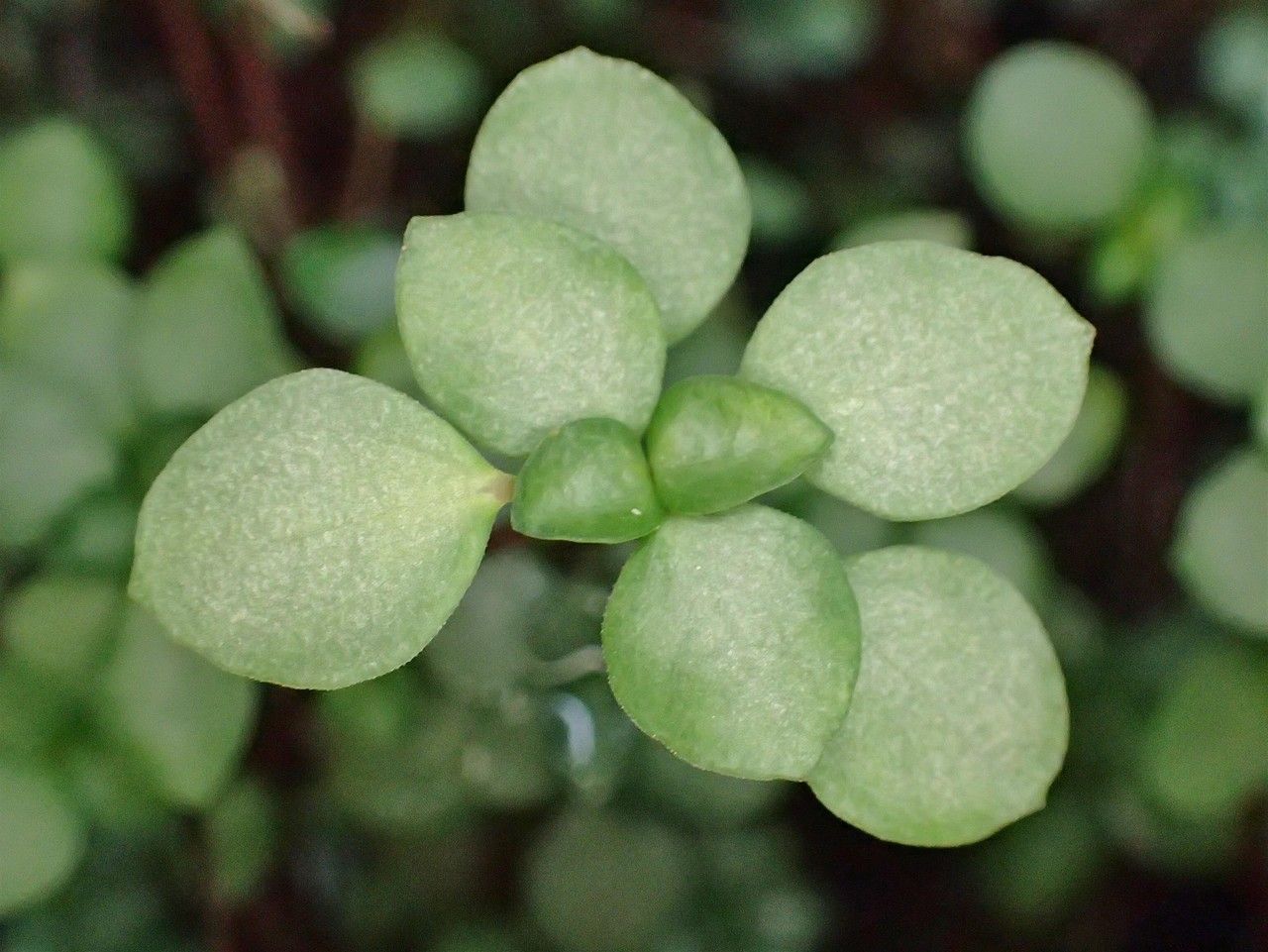 Pilea libanensis fruit