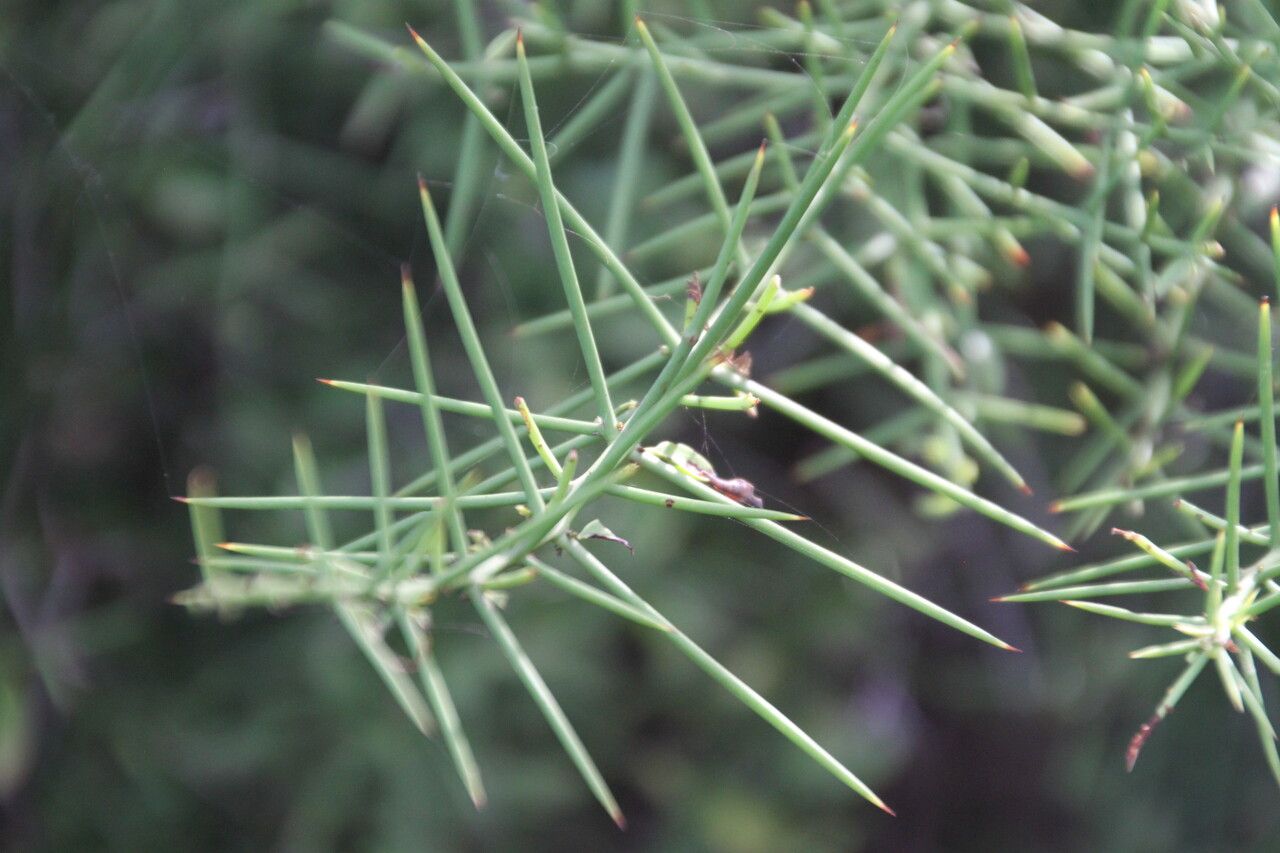 Scutia spicata — related species from the same genus