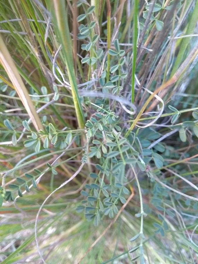 Hippocrepis unisiliquosa leaf