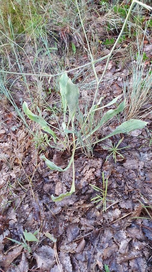 Bupleurum rigidum — search result for 'Bupleurum'