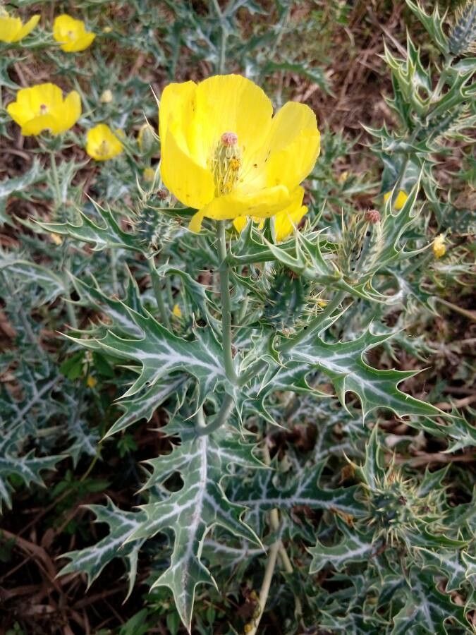 Argemone ochroleuca — houseplant care guide