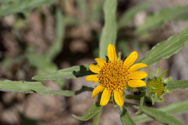 Aldama phenax flower