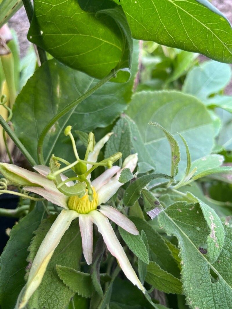 Passiflora herbertiana — houseplant care guide