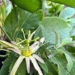 Passiflora herbertiana
