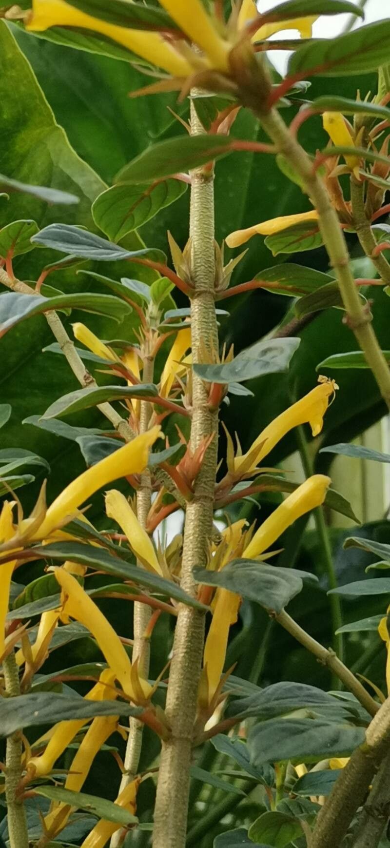 Columnea angustata — related species from the same genus