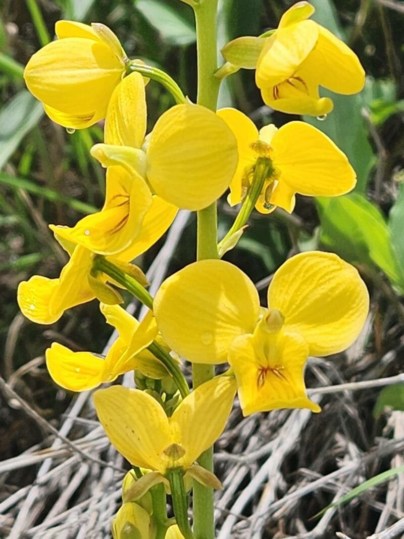 Eulophia speciosa — houseplant care guide