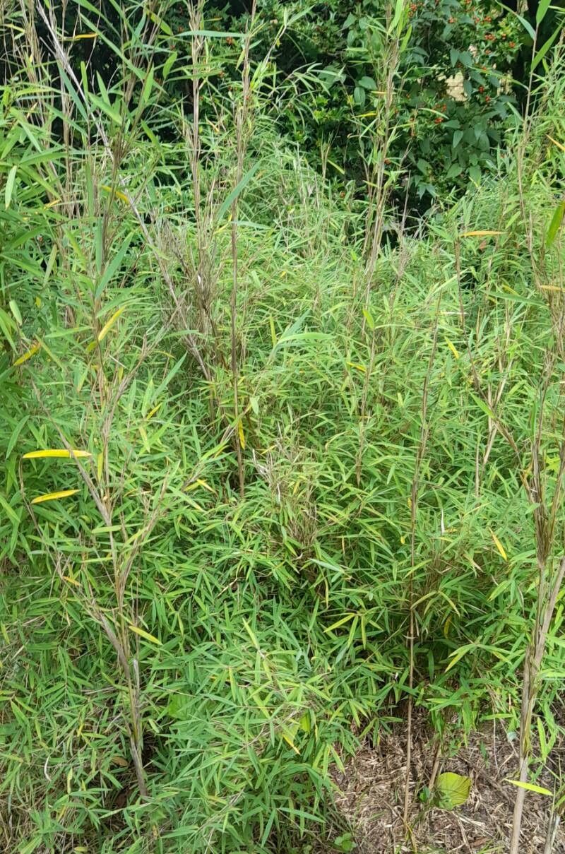 Yushania violascens habit