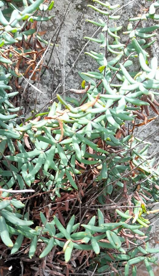 Hemionitis ternifolia habit