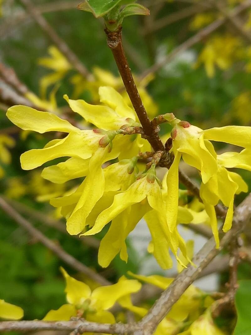 Forsythia japonica flower