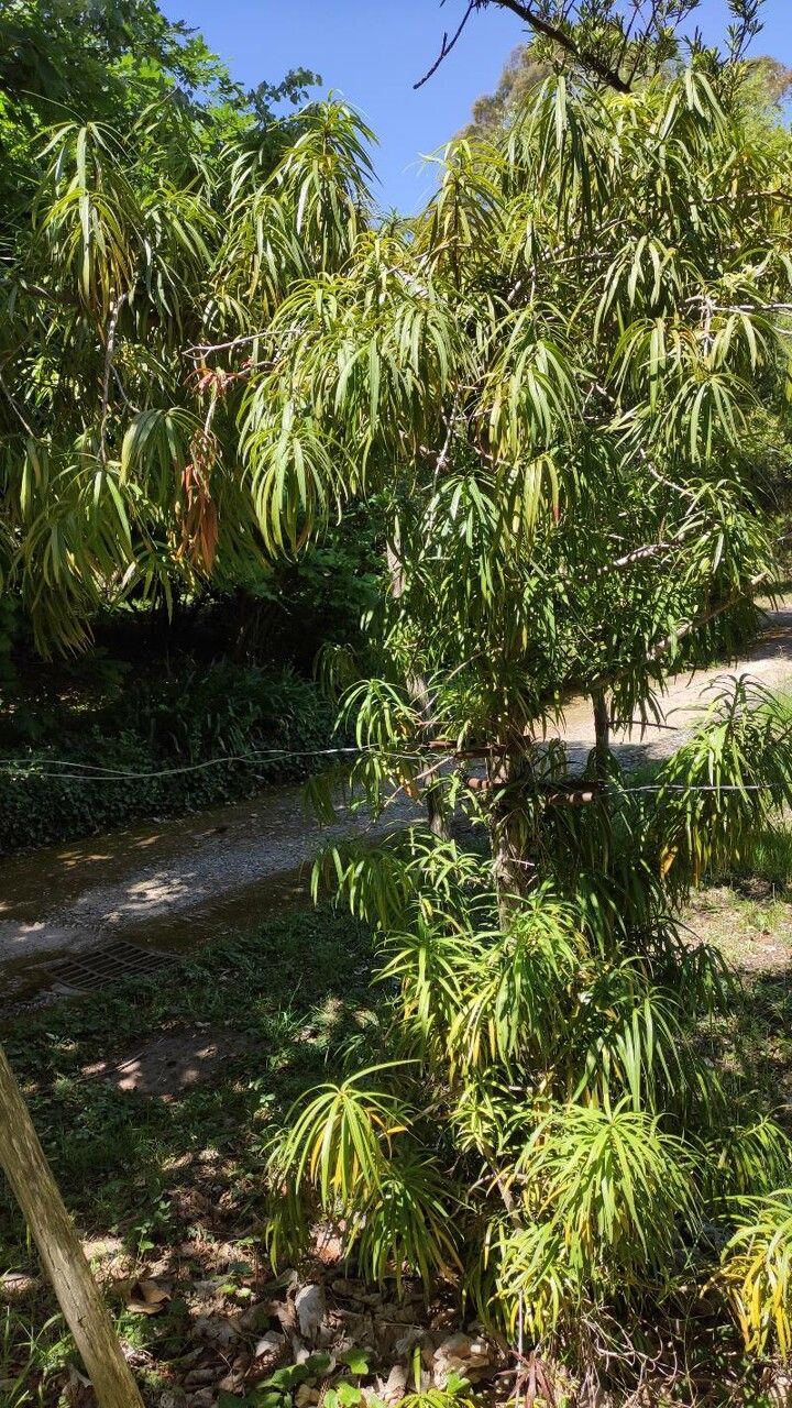 Podocarpus henkelii habit