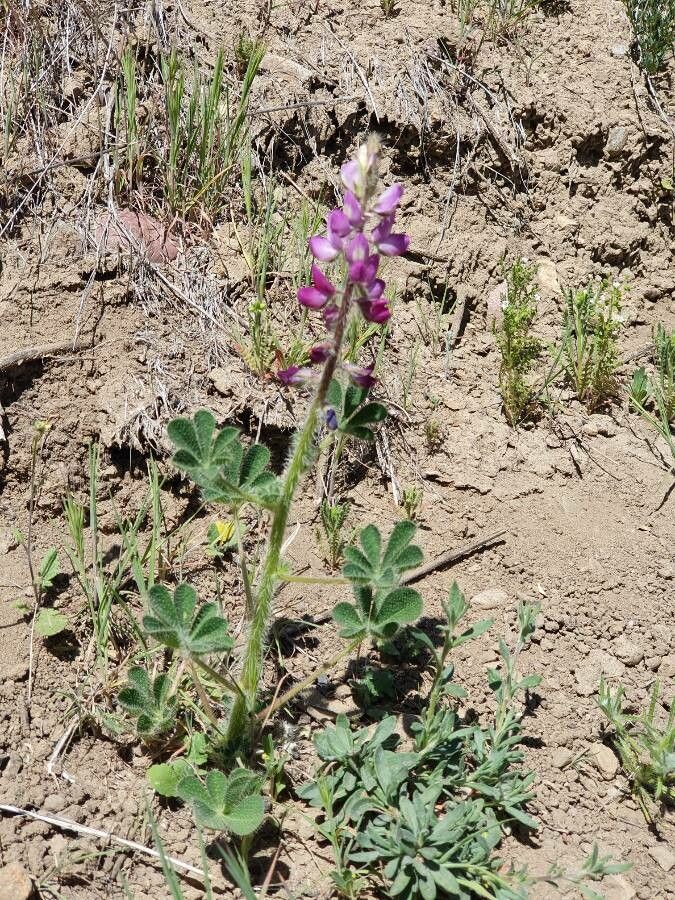 Lupinus hirsutissimus flower