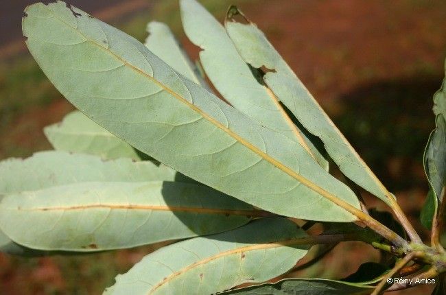 Litsea ripidion — search result for 'Litsea'