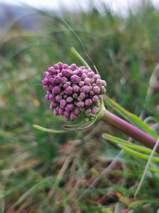 Valeriana tuberosa fruit