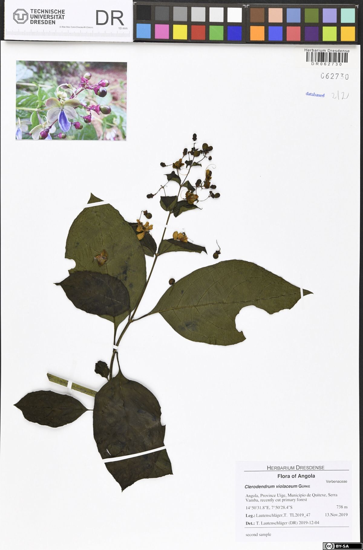 Rotheca violacea — houseplant care guide