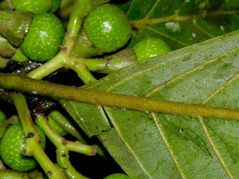 Ocotea macropoda fruit