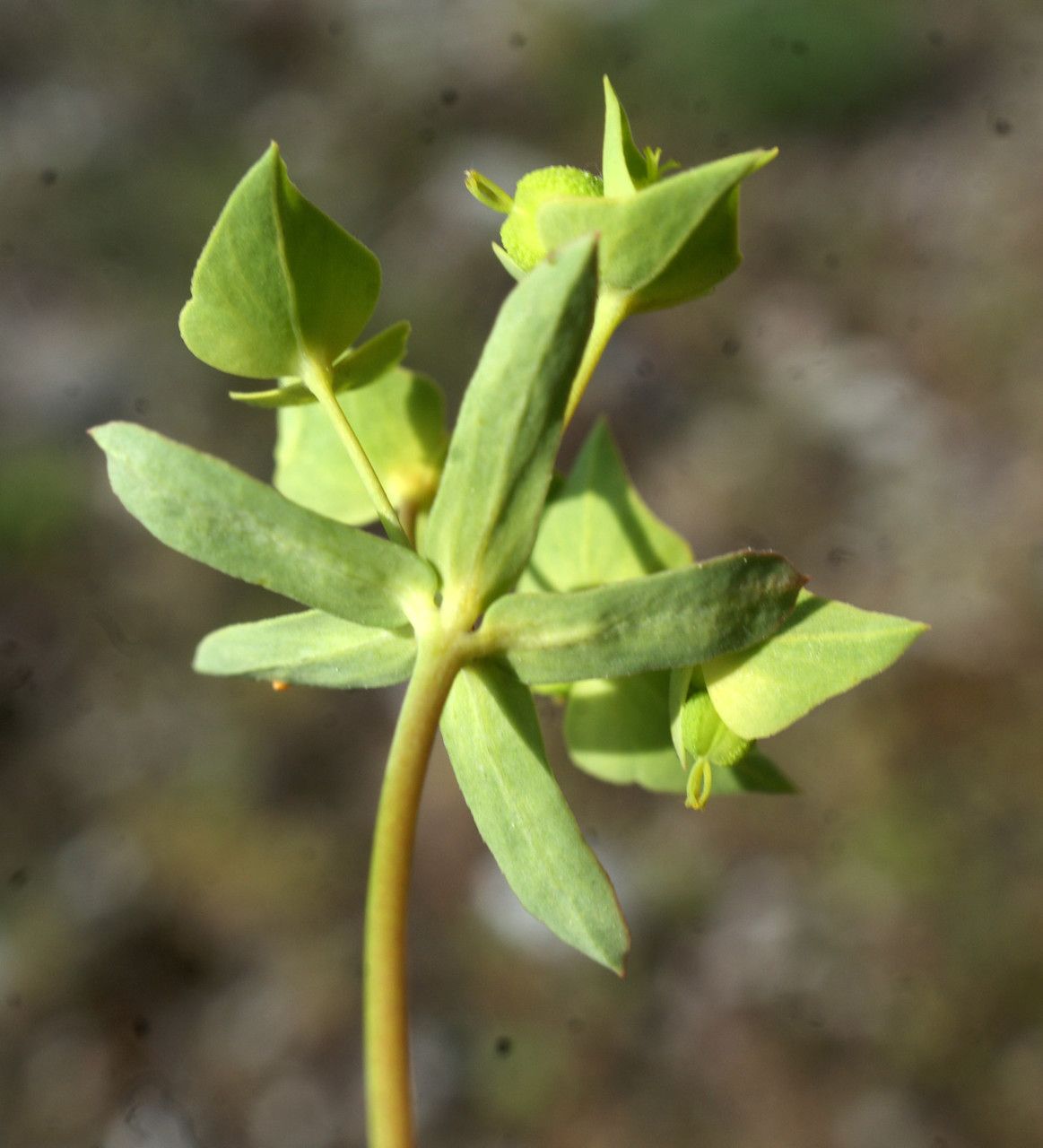 Euphorbia taurinensis leaf
