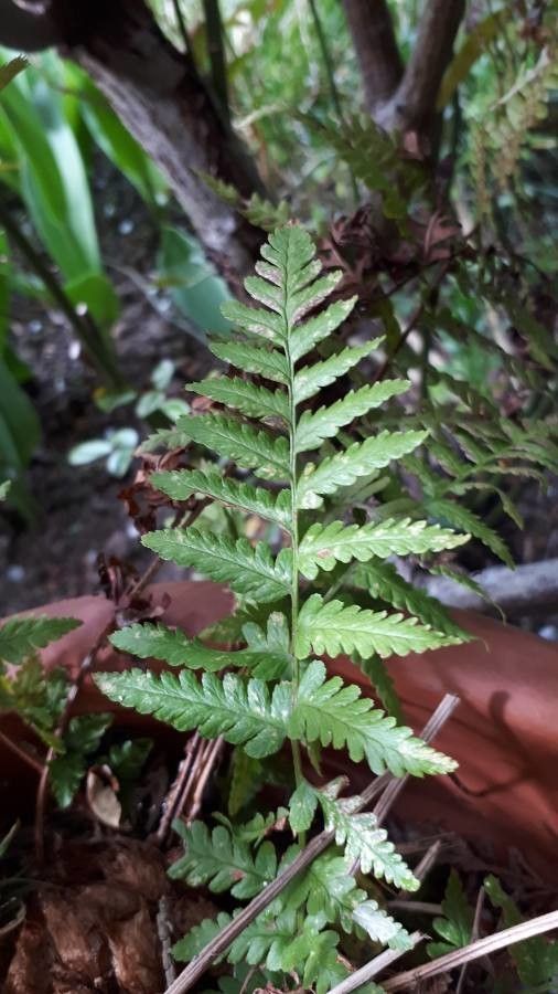 Serpocaulon dissimile — related species from the same genus