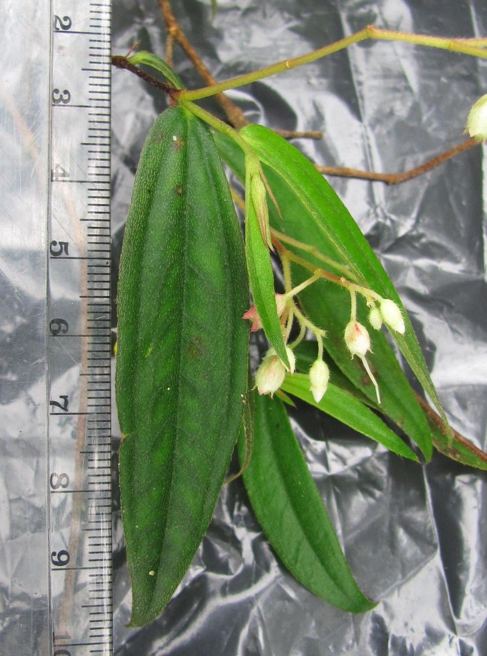 Centradenia paradoxa — related species from the same genus