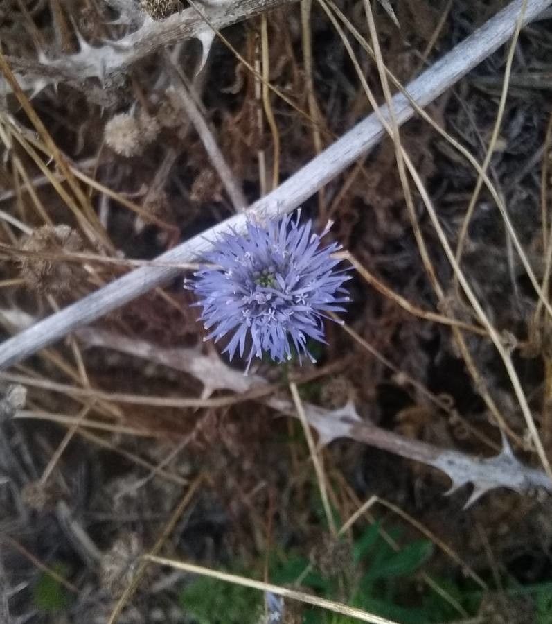 Jasione montana flower