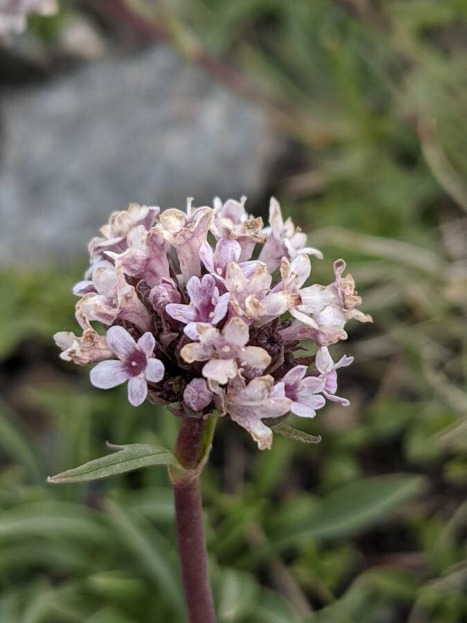 Valeriana saliunca flower