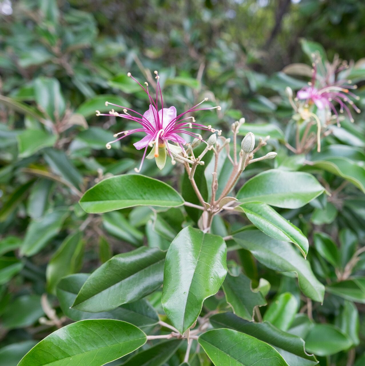 Morisonia cynophallophora flower
