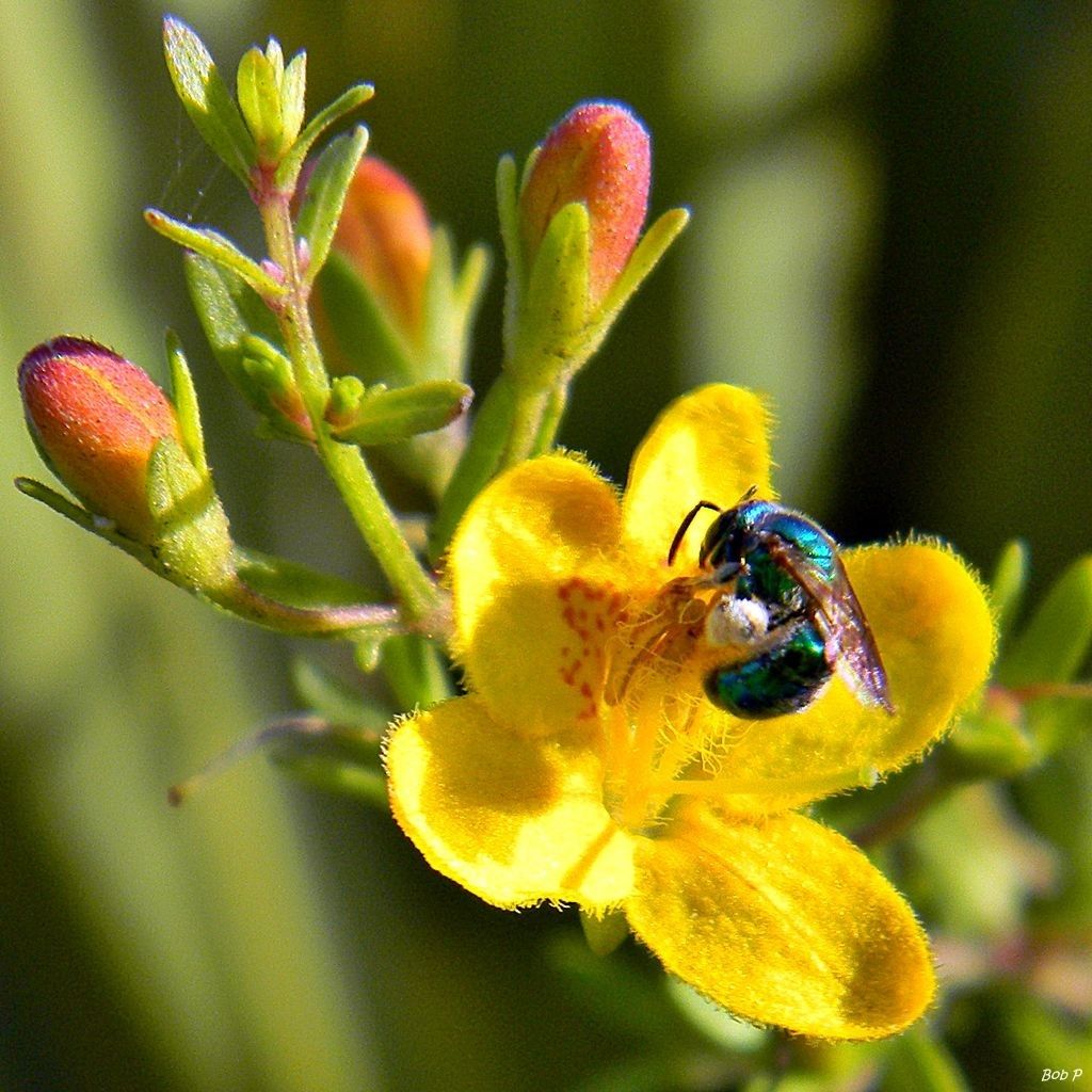 Seymeria pectinata flower