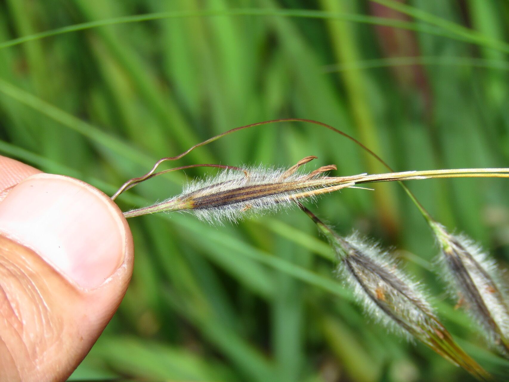 Tristachya leucothrix — houseplant care guide