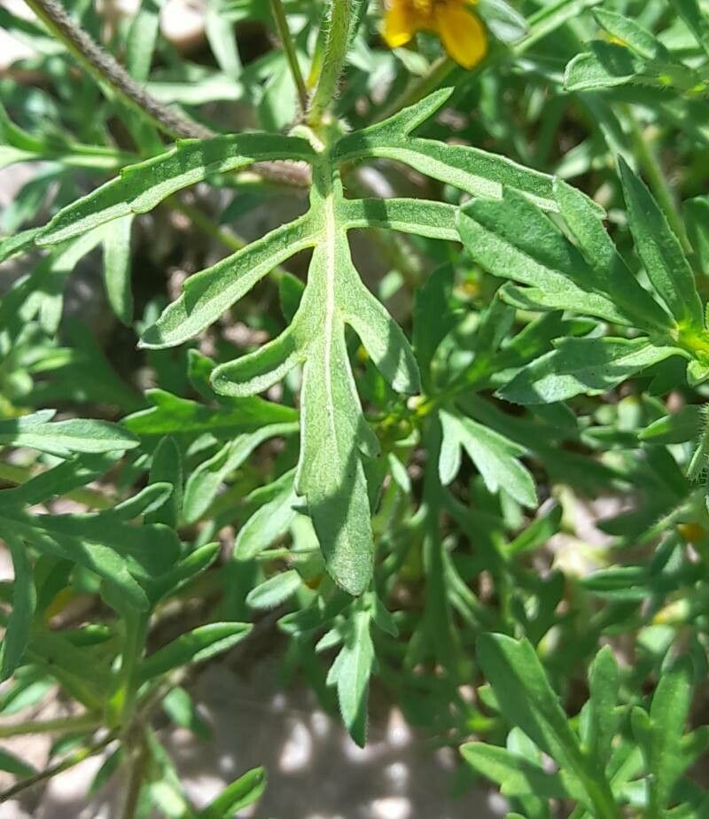 Heterosperma tenuisectum — related species from the same genus