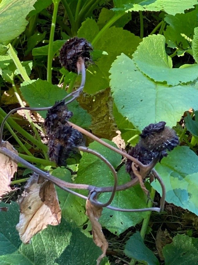 Telekia speciosa fruit