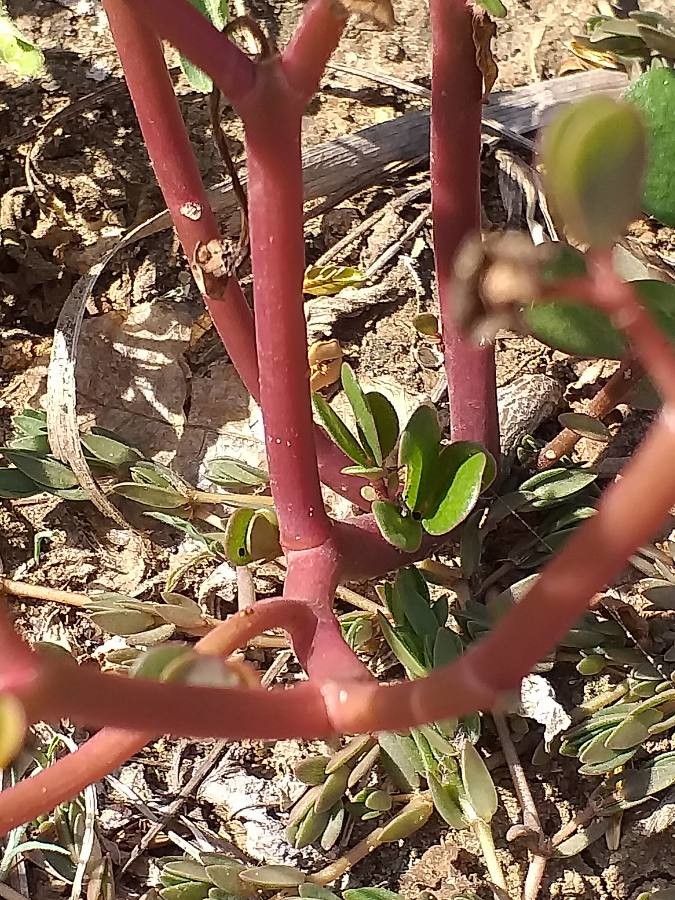 Trianthema portulacastrum bark