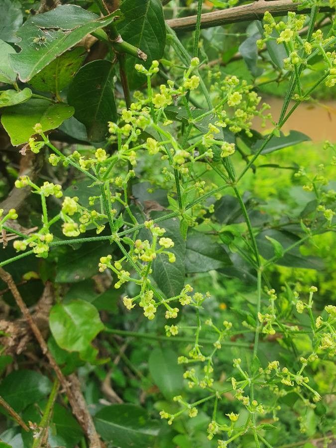 Clematis brachiata flower