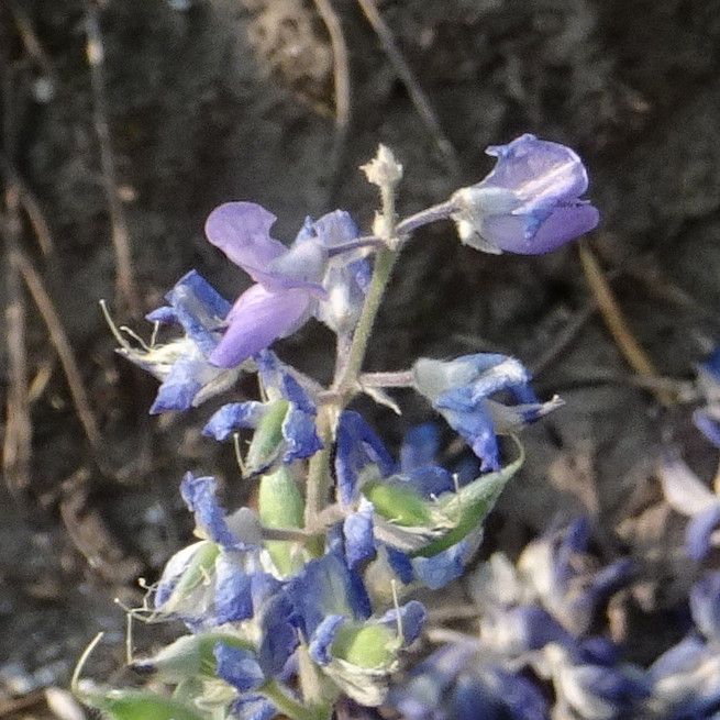 Lupinus latifolius flower