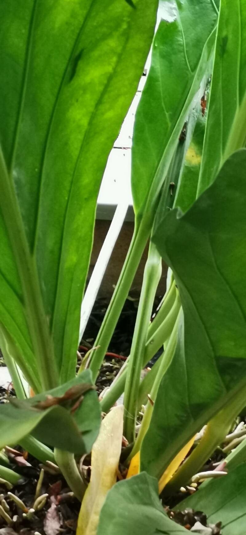 Anthurium crassinervium bark