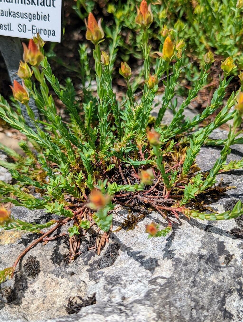 Hypericum linarioides — search result for 'Hypericum'