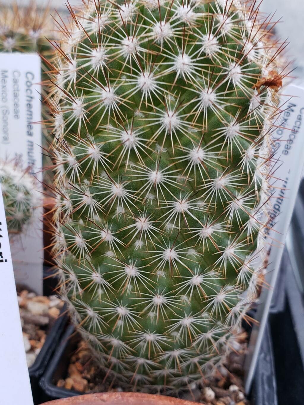 Cochemiea multidigitata — houseplant care guide