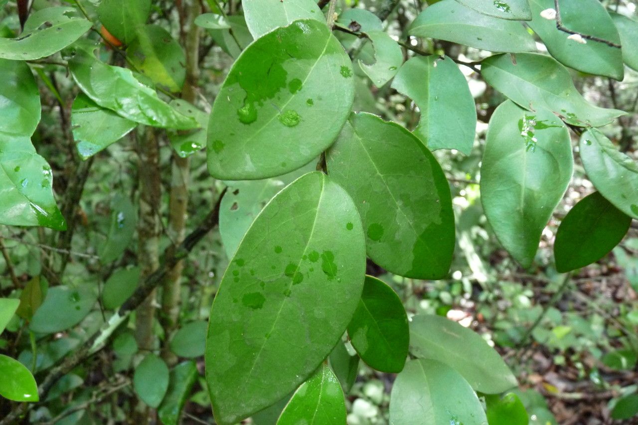 Diospyros tricolor — houseplant care guide