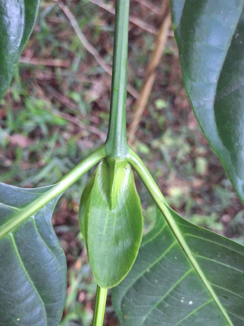Nauclea diderrichii leaf