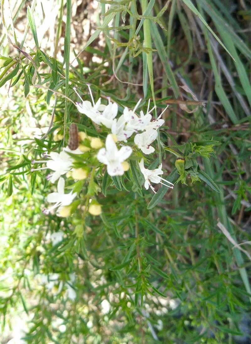 Thymus transcaucasicus — search result for 'Thymus'