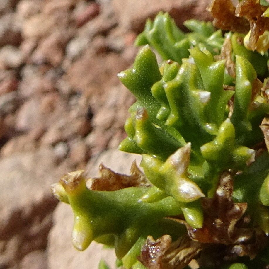 Senecio puchei — houseplant care guide