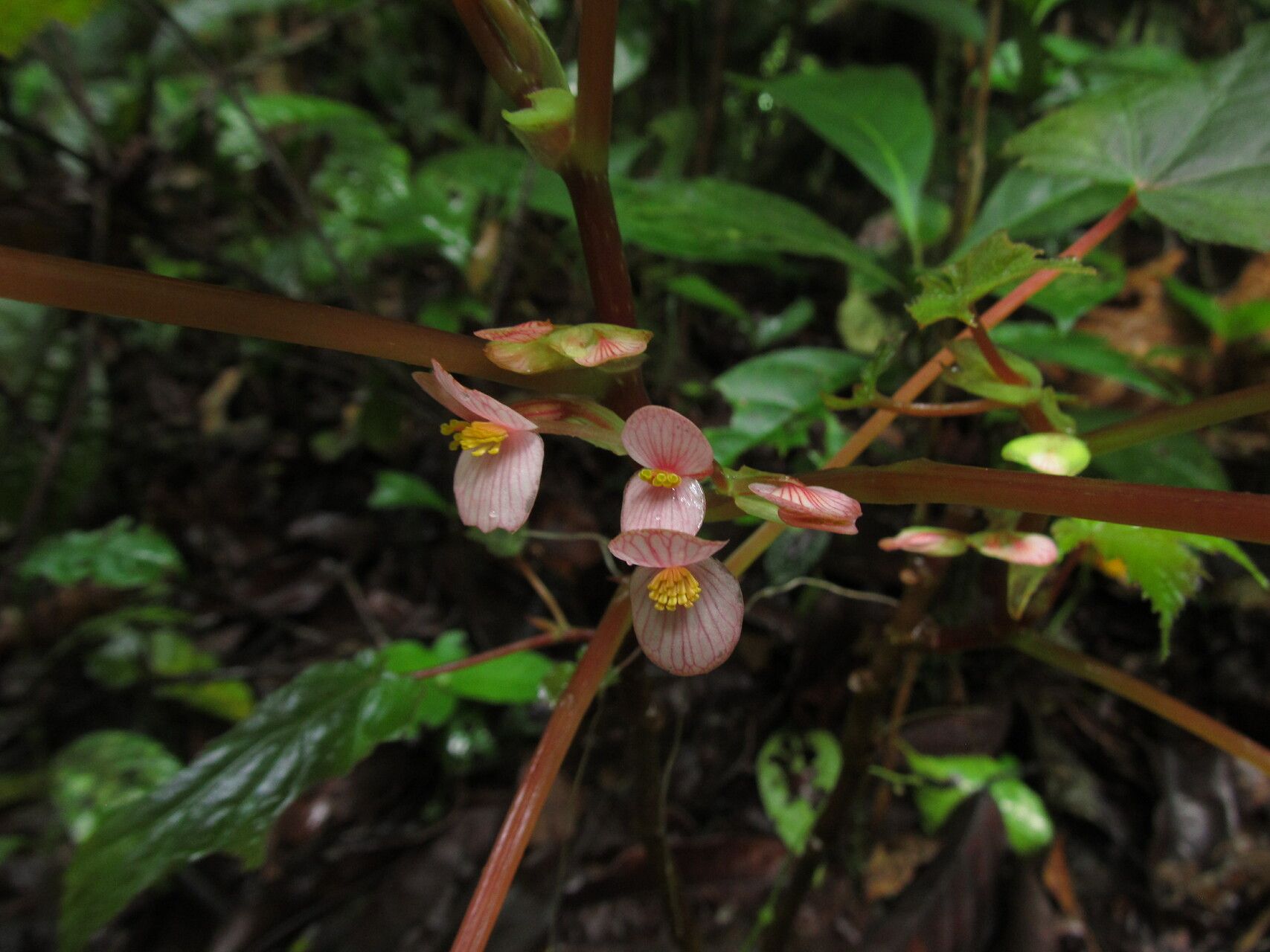 Begonia oxyloba flower