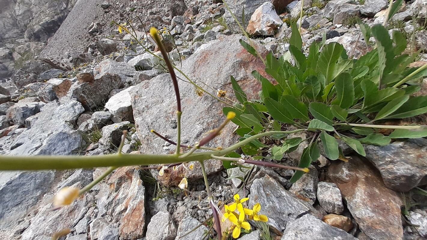 Brassica insularis fruit