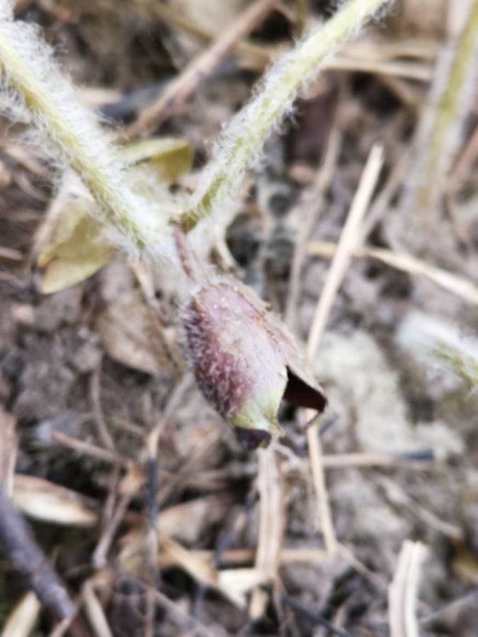 Asarum europaeum flower