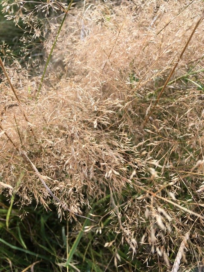 Aira caryophyllea flower